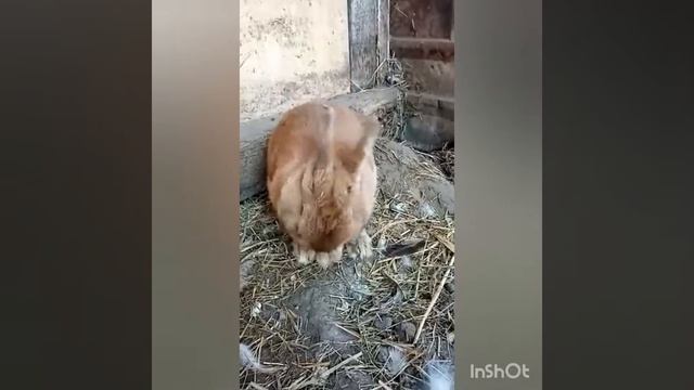 Рыжий кролик Антошка смотреть онлайн