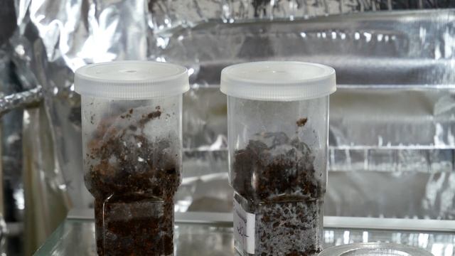 Psalmopoeus irminia vs Gryllus assimilis (4k test) смотреть онлайн