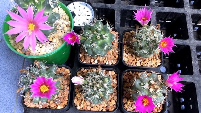 Time lapse Mammillaria Schumannii บานกันเยอะเลยรอบนี้/ CactusAgain смотреть онлайн