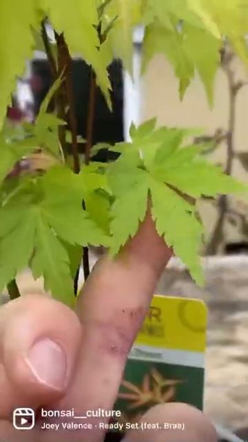 Orange Dream Maple 🍁 смотреть онлайн
