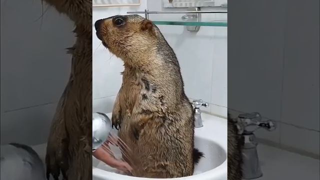 Marmot Bathing Process 🥰 #marmot #groundhog #marmota #сурокбайбак #сурок #foryou