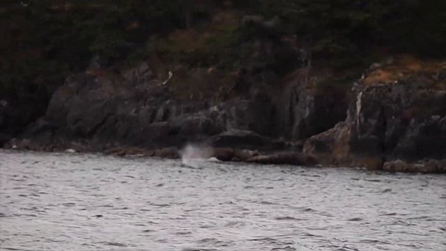 ORCAS EN VANCOUVER-CANADA-2018 смотреть онлайн