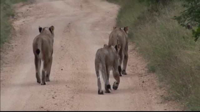 Lion Sands Private Game Reserve смотреть онлайн