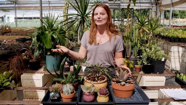 How Much Sun for Colorful, Healthy Succulents? смотреть онлайн