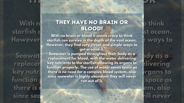 Starfish | Did you know ? | Oceans Alive Conservation Trust. смотреть онлайн