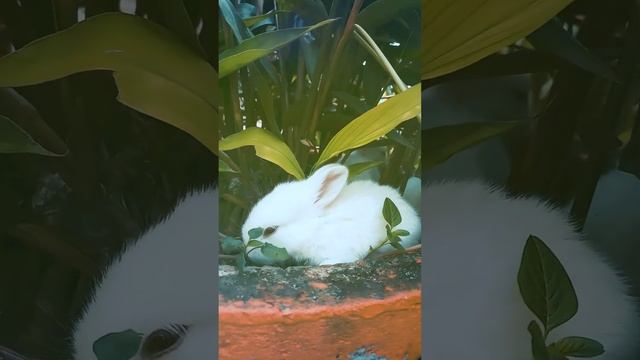 #белые кролики #пушистыедрузья смотреть онлайн