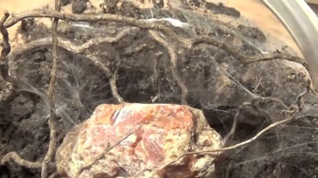 Tarantula Feeding Video 14 смотреть онлайн