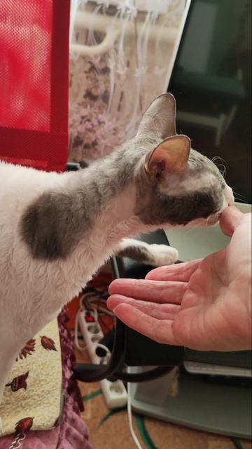 А У КОТА - ТОЛЬКО ТЫ !!! #котик #кот #cat смотреть онлайн