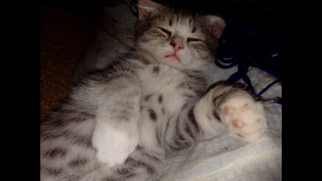 Маленький коТишка смотреть онлайн