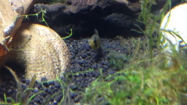 WC Apistogramma Inka 50 + babies смотреть онлайн