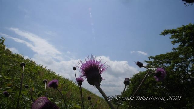 【VFRスロー】ジャコウアゲハ/ Byasa alcinous【Panasonic GH5】 смотреть онлайн