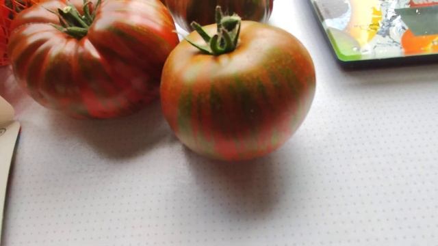 ТОМАТ  Шоколадная Зебра 2024. Подмосковье.