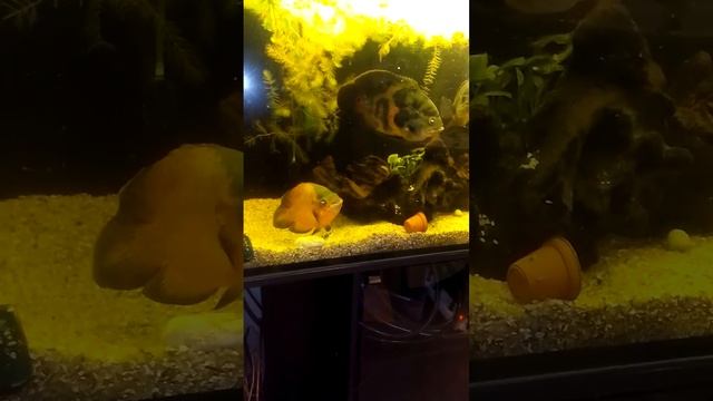 астронотус смотреть онлайн