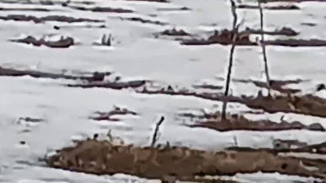 "Косачи" токуют смотреть онлайн