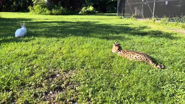 Our African Serval Baby Egypt loves to play and chase our white rabbit in the yard смотреть онлайн
