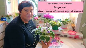 Болталка про Фиалки! Выпуск 66! Обзор наших цветущих сортов фиалок!