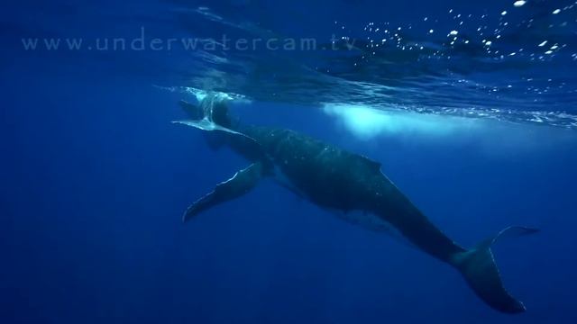 Relaxing Moments With Singing Humpback Whales. Scored With Music And Original Whale Songs