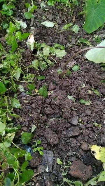 #Taro plantation #kachchu ka paudha lgana #how to grow taro plant смотреть онлайн