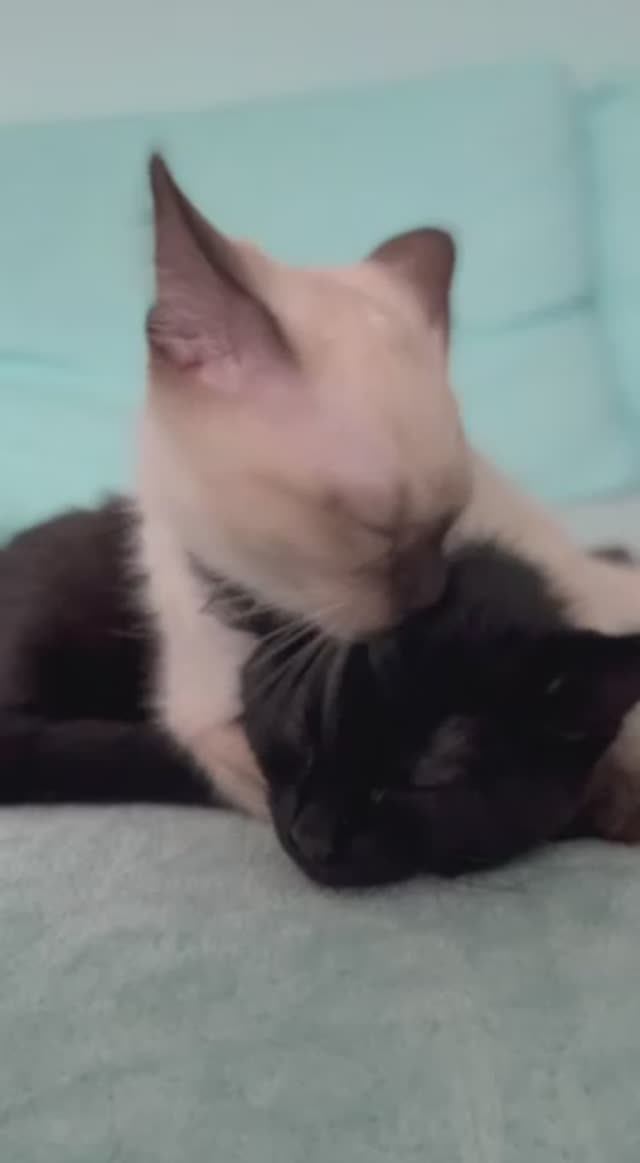 Милые котики Инь и Янь (часть 1) смотреть онлайн