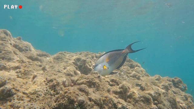 The Secret of the sohal surgeonfish смотреть онлайн