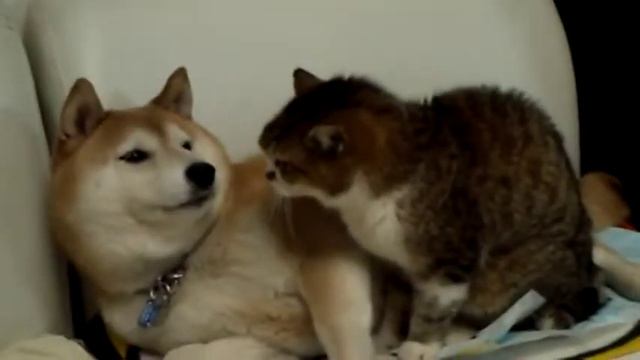 Песик и котик :3 смотреть онлайн