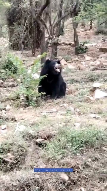 black bear in forest torist attractive in bear plants eating смотреть онлайн