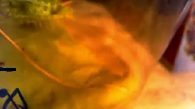 Short Video of Oak Slug Walking смотреть онлайн