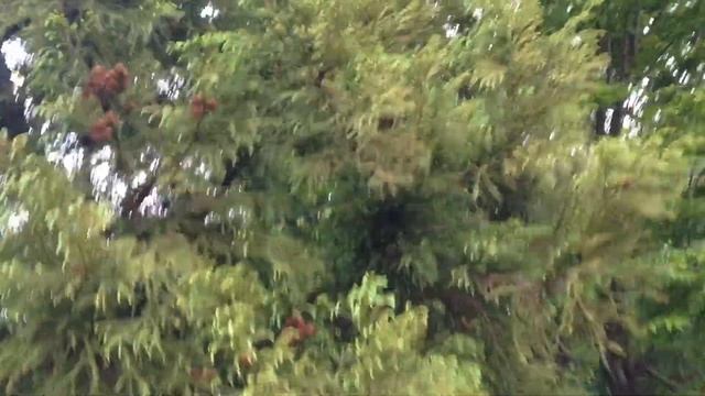 春の杉（スギ）　Cryptomeria japonica (Healing video) смотреть онлайн