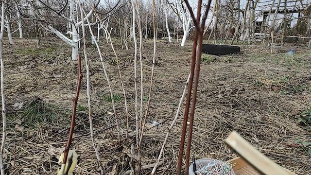 Весняні щеплення:покращена копуліровка. смотреть онлайн