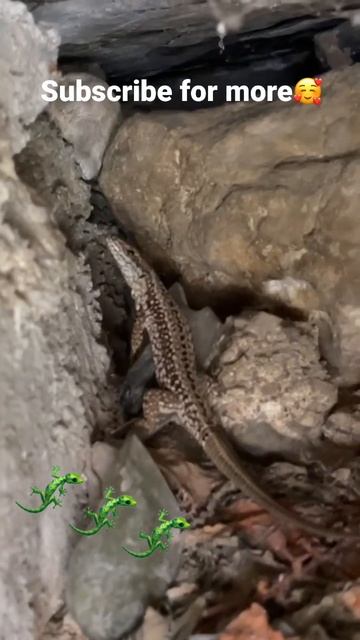 Spotted a cute mini dinosaur🦎#shorts #dinosaur смотреть онлайн