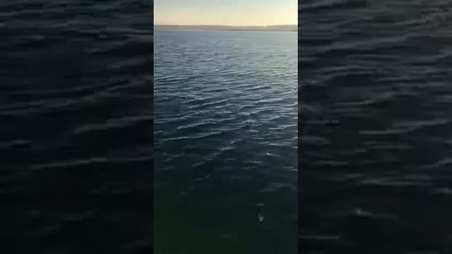 Atatürk Barajı Fırat Turnası Avı Varan 1
