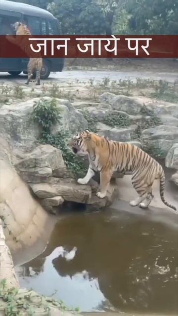 Tiger vs Man,Leopard vs Man#tiger attack#tiger #tigerfight #shorts #ytshorts #viral #man #trending смотреть онлайн