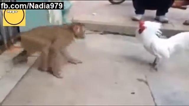 Monkey vs Cock смотреть онлайн