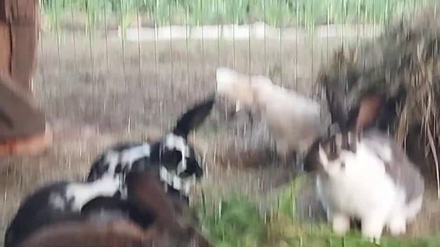 Кролики едят траву (2) смотреть онлайн