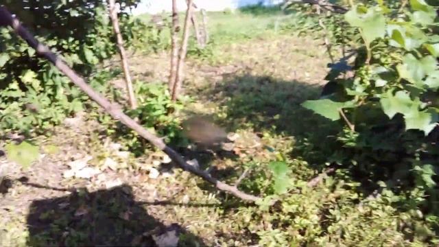 Открыл улей, смотрю пчёл. смотреть онлайн