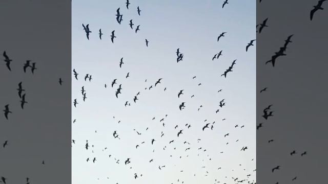 Птицы смотреть онлайн