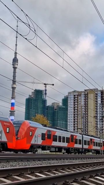 #shorts Maybe this is love? Sapsan meets swallow #funny смотреть онлайн