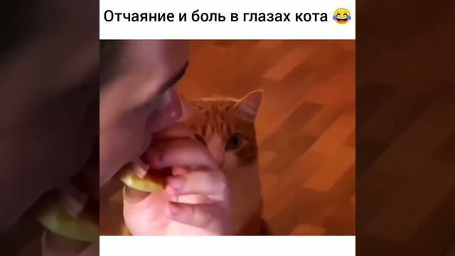 РЫЖИЙ КОТ В ШОКЕ смотреть онлайн