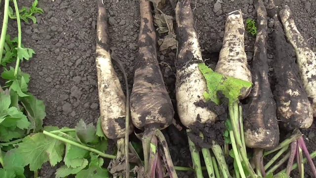 Опыт выращивания пастернака