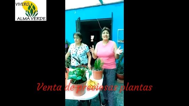 Venta de plantas en el Vivero "ALMA VERDE" en Lima - Perú. смотреть онлайн