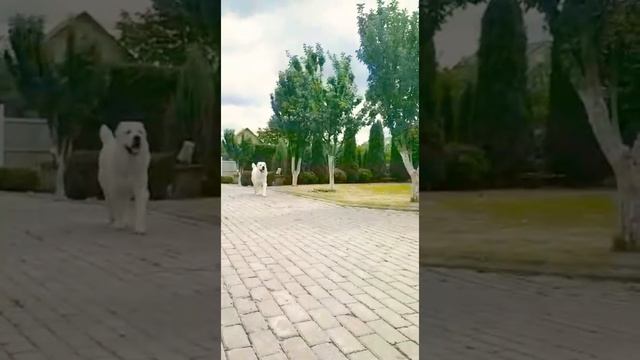 Выпускник питомника ТИМЕРТАШ ВИЛСОН (Великие Луки) 1 год сын ДАНЫ и ШИКА алабай сао щенки собака do смотреть онлайн