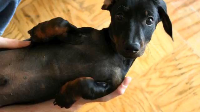 Вот это искренность! Просто хит! Полет души! смотреть онлайн