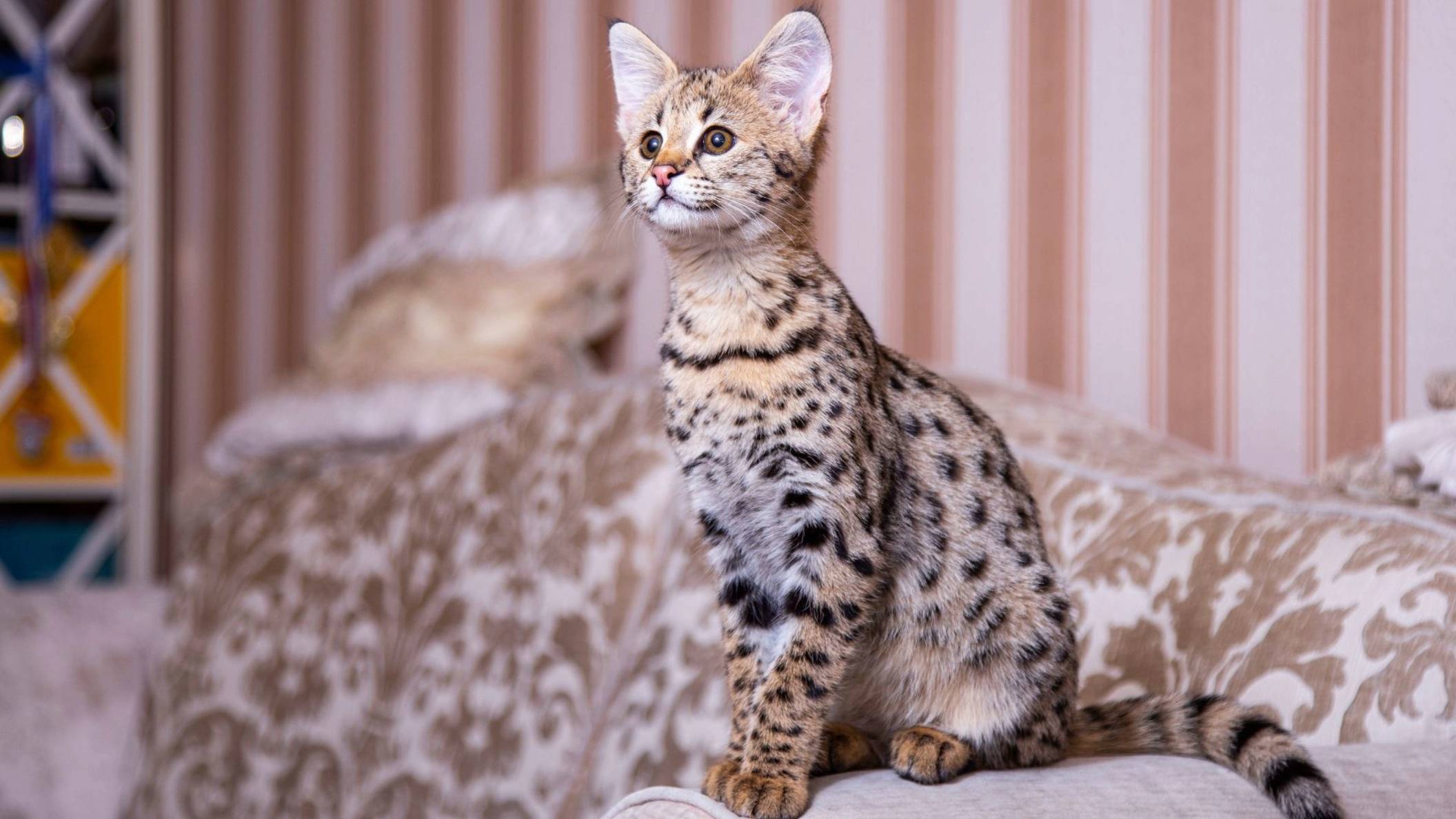 Самые дорогие кошки в мире смотреть онлайн