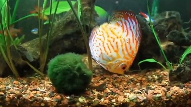 Amazing discus fish! смотреть онлайн