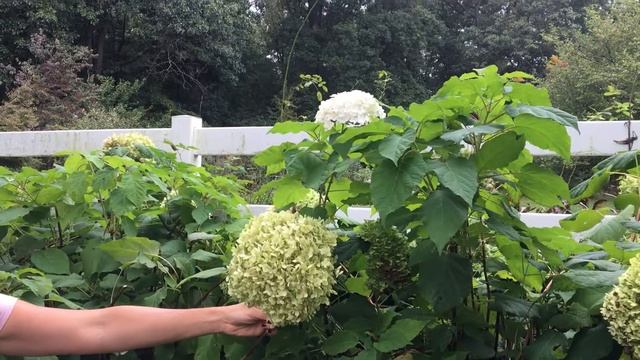 Garden Tips : How to identify Hydrangea Flowers смотреть онлайн