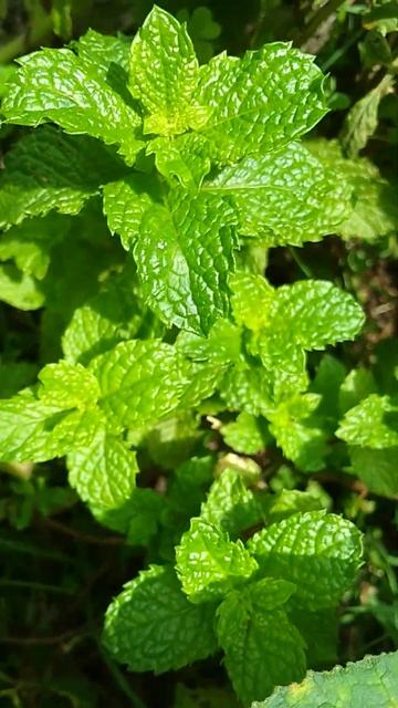 Hortelã-Verde/(Mentha spicata) L. [Leitura na Descrição]#hortelã смотреть онлайн