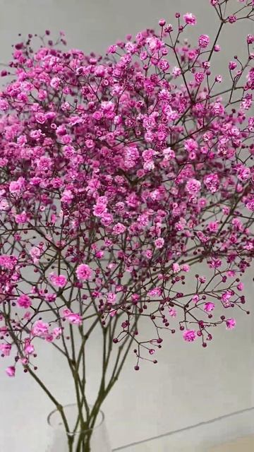 Гипсофила окрашенная Розовая смотреть онлайн