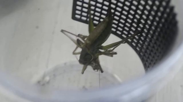Gampsocleis flecheri hunting смотреть онлайн