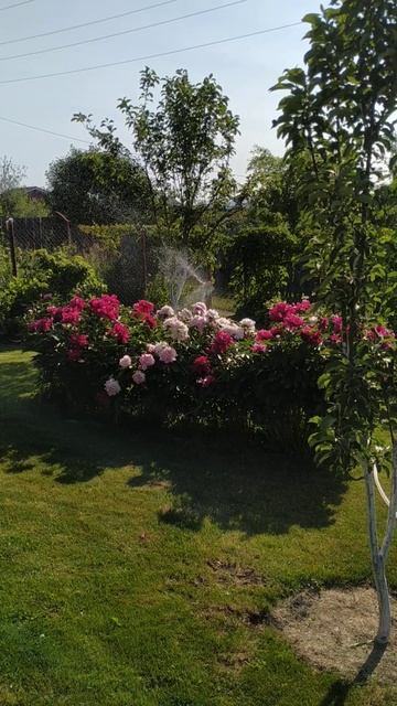 Пионы. Полив. 13.06.2023 смотреть онлайн