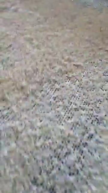 Рисовый завод в Казахстане смотреть онлайн